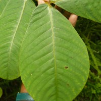 Senna alata (L.) Roxb.